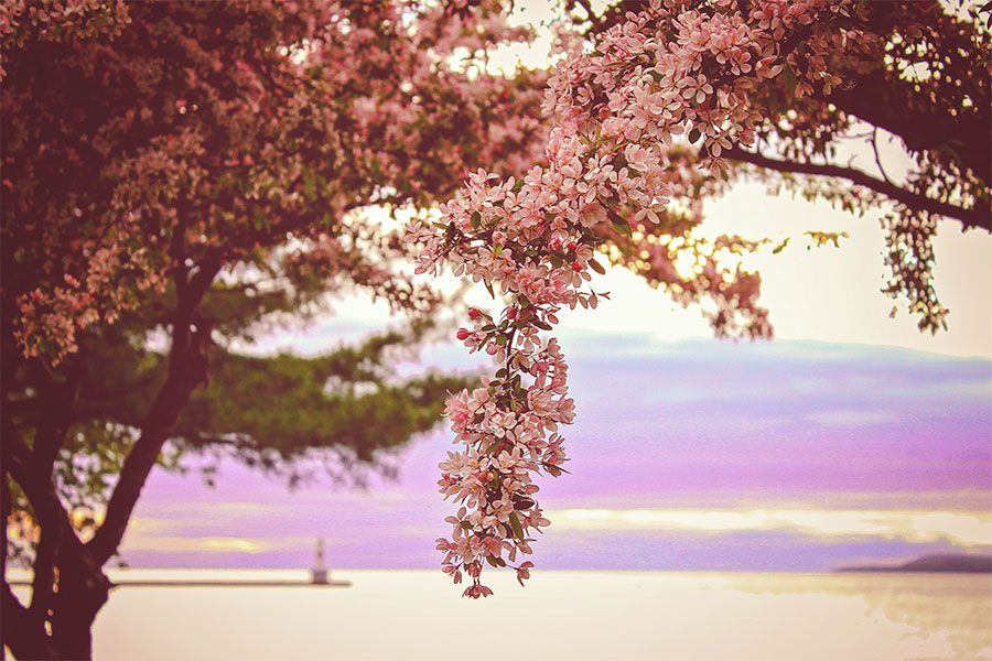 Insurance Quote - Scenic View of Blooming Trees by the Coast in Petoskey Michigan with a Colorful Sunset Sky